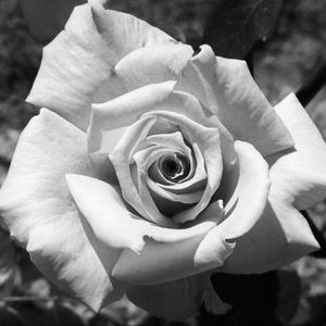 Meet your Posher, Derek